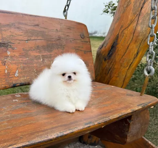 Filhote Spitz alemão Lulu da pomerania 