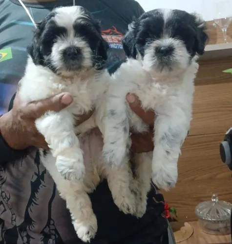 Cachorros shituz