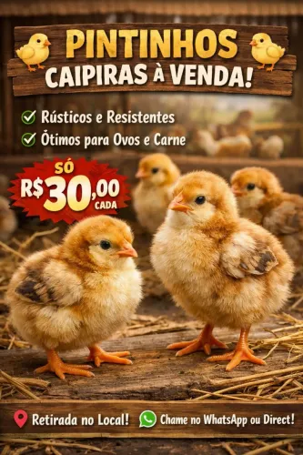 Frango caipira 2 a 3 meses