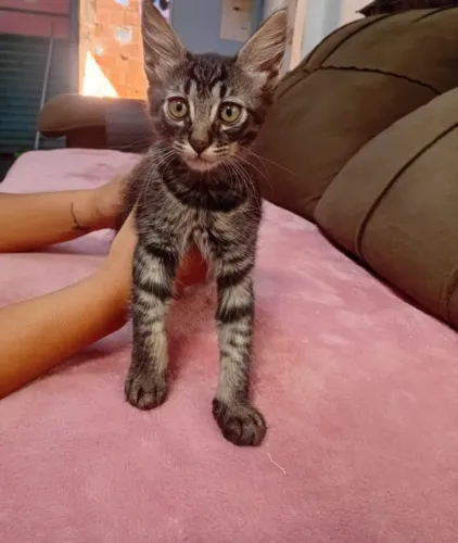 Gato