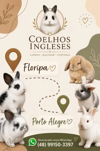 Torres estamos Chegando! Mini Coelhos disponíveis de várias cores e raças!