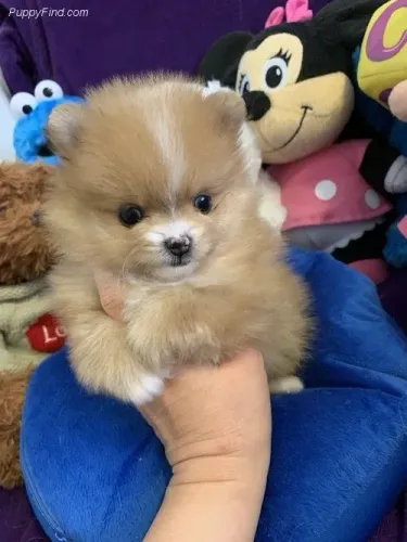 Spitz Alemão lindo demais 