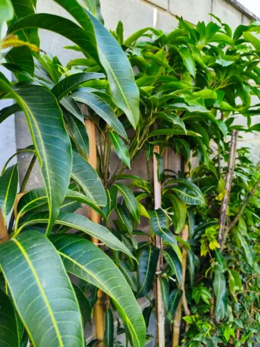 Mangueira - frutíferas em fase de produção