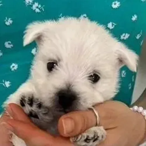West Terrier Branco Puro Disponível