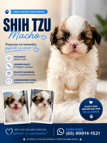 Cachorro