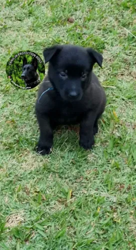 Pastor Belga de Malinois