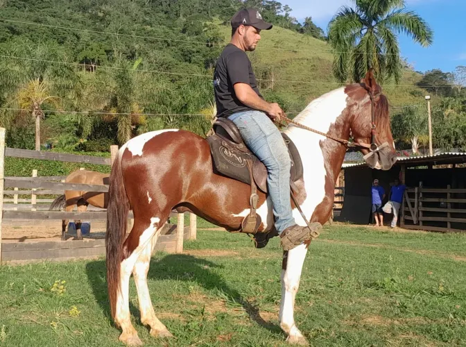 Cavalo inteiro 