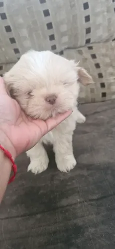 Filhote de Shih Tzu Macho Nariz Rosa