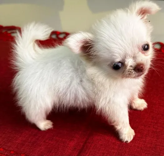 Chihuahua pelo longo fêmeas 