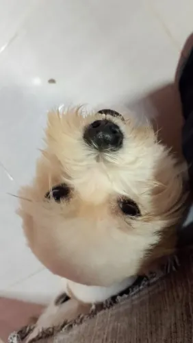 Pet