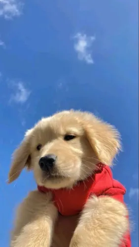 Filhotes De Golden Retriever - Enquanto Que Faz Sorrir 