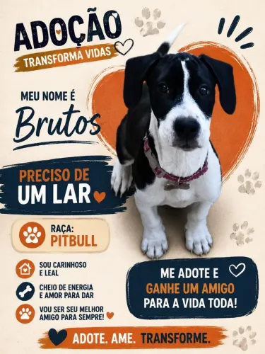 Pitbull doação 