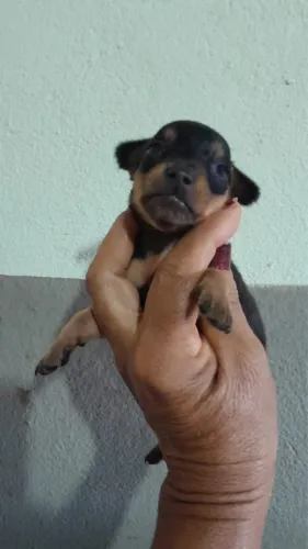Vende filhote de pinscher