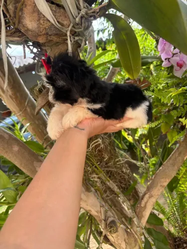 Filhote de shih tzu 