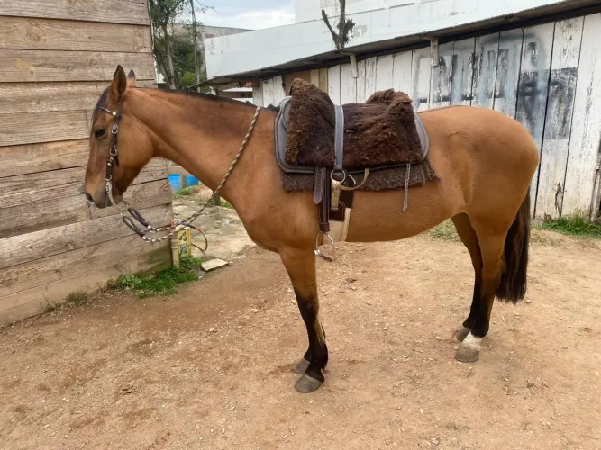 Vendo Égua crioula