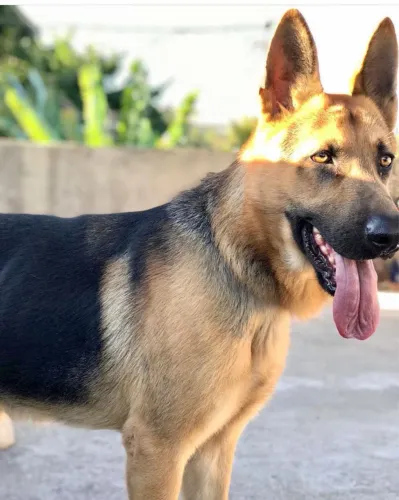 Adestrador de cães 