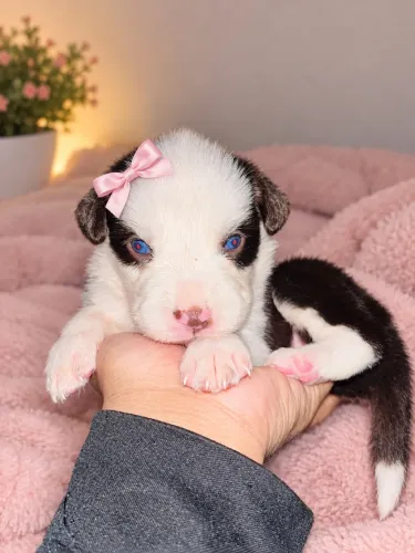 Border collie alto padrão venda ou troca