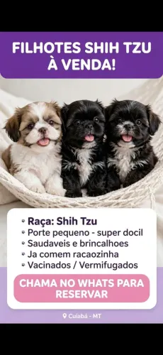 FILHOTES SHITZU A VENDA