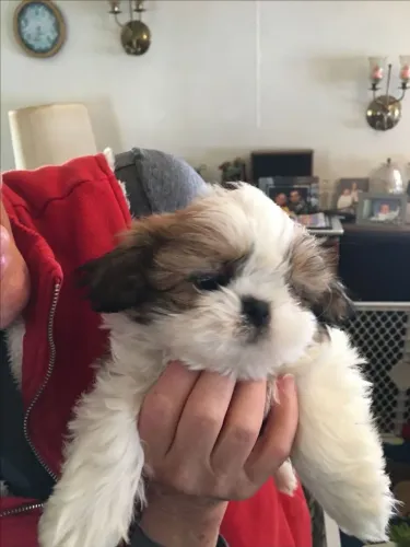 Shih Tzu Garanta seu filhotinho antes que a ninhada encontre novos lares