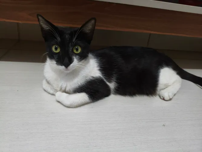 Gata - castrada e vermifugada