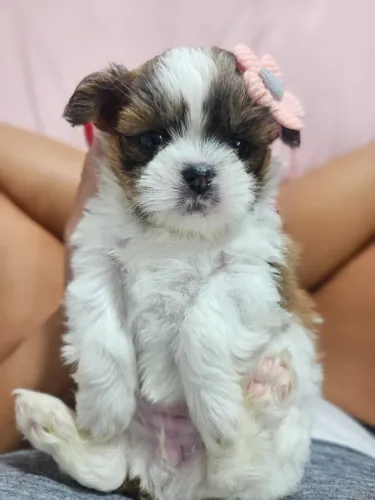 Cachorro Shih Tzu/ Shitzu de pelagem abundante legítimos filhotes macho e fêmea SP