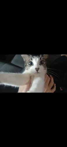 Adoção Gato