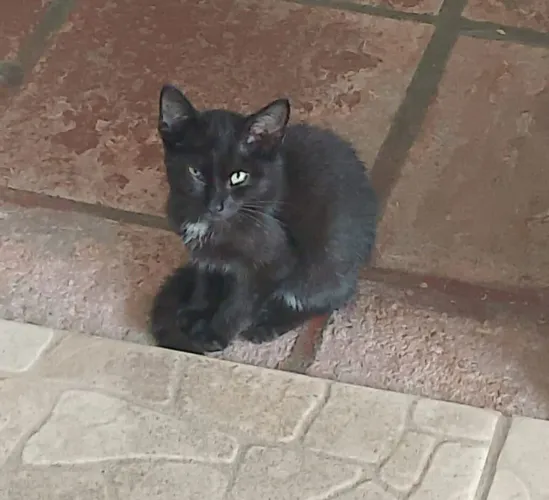 Gatinho  macho para doação 
