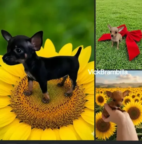 Feminha e machinho disponíveis.  Filhotinhos de pinscher miniatura zerinho.  Pronta entreg