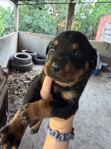 Rottweiler filhote puro sangue