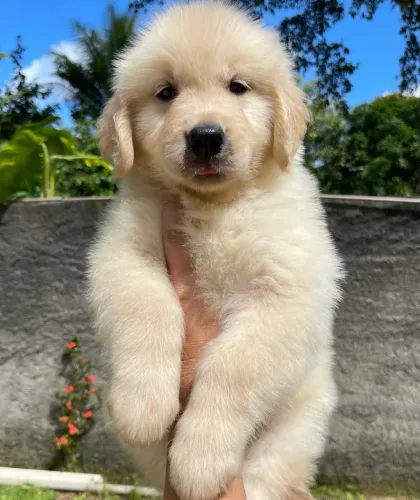 Golden com 55 dias vacinados 