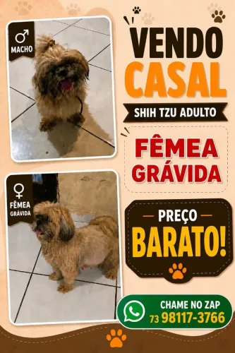 Shitzu adulto  casal ( vendo)