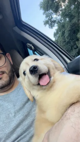 Golden Retriever disponível