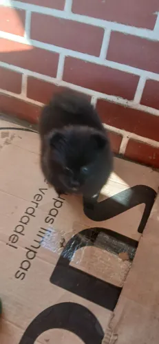 Lulu da pomerânia 