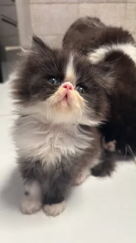 Filhote gato persa