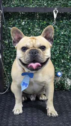 Buldogue francês