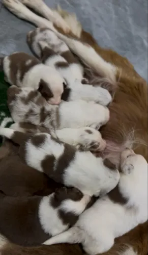 Seu Novo Melhor Amigo Está Aqui - Filhotes de Border Collie