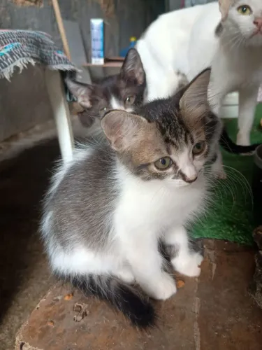 Filhotes de gato com 2 meses para Adoção Responsável