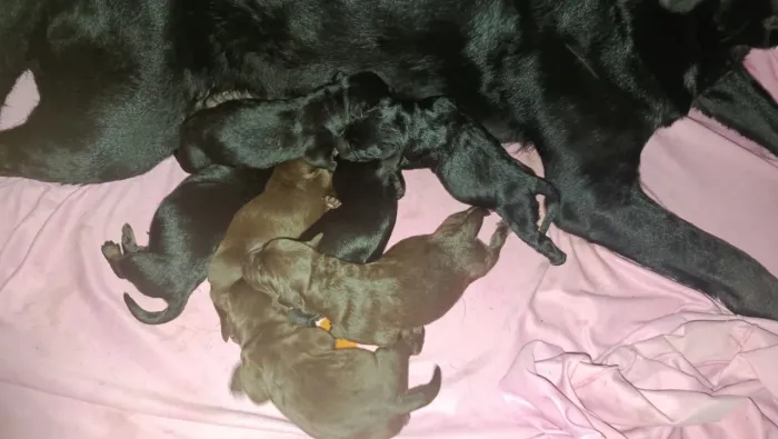 Filhotes de Labrador