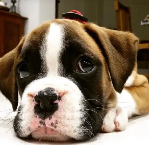 Boxer Um amigo que inspira cuidado