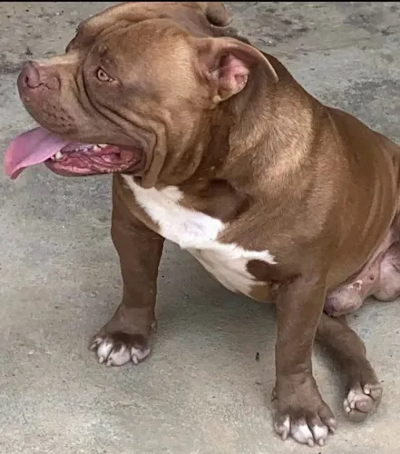 Bully