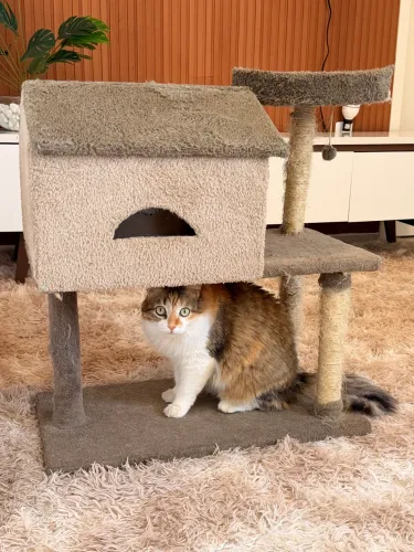 ? ARRANHADOR / CASINHA PARA GATOS - DESAPEGO! ?