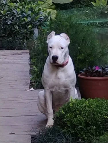Dogo Argentino