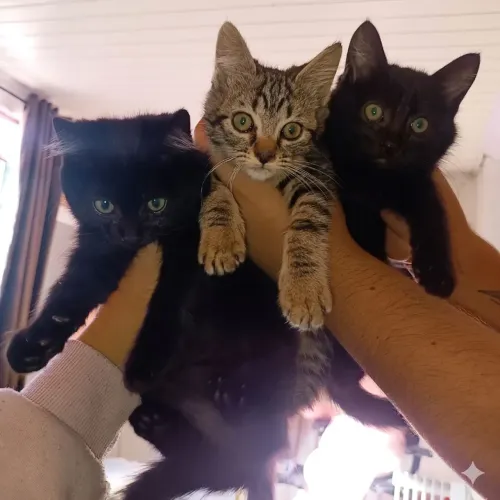 Gatinhos para doar