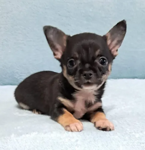 Chihuaha Pelo curto | Filhote adorável para sua vida ¿