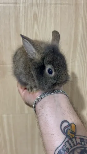 Mini coelho