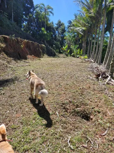Vendo casa e terrenos