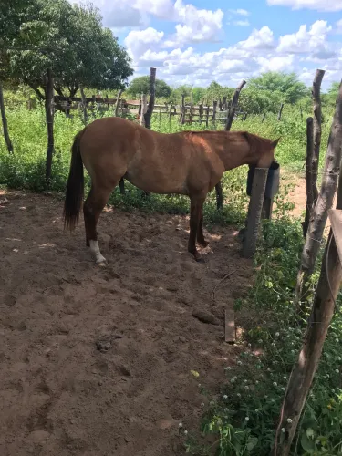 Cavalo 