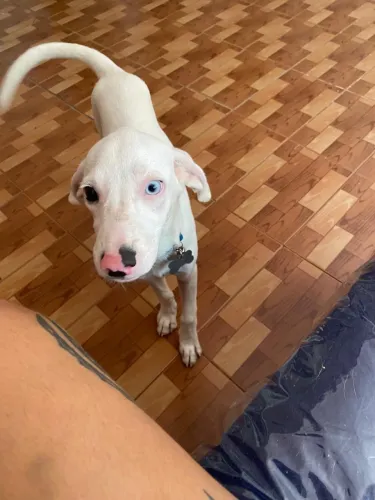 Filhote cachorro macho adoção responsável