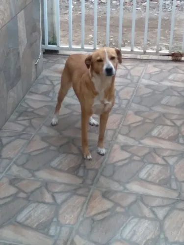 Doação de cachorro por cusa de crianças recém-nascida