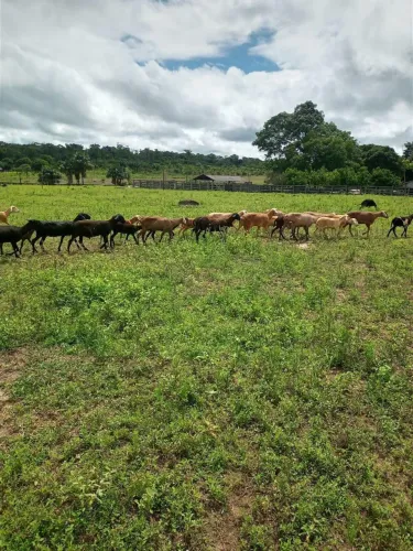 Vende-se fazenda Porteira fechada